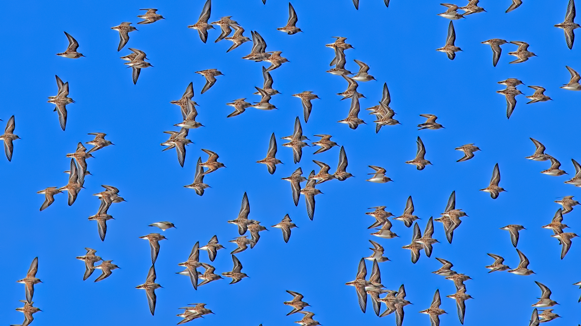 Little Stint